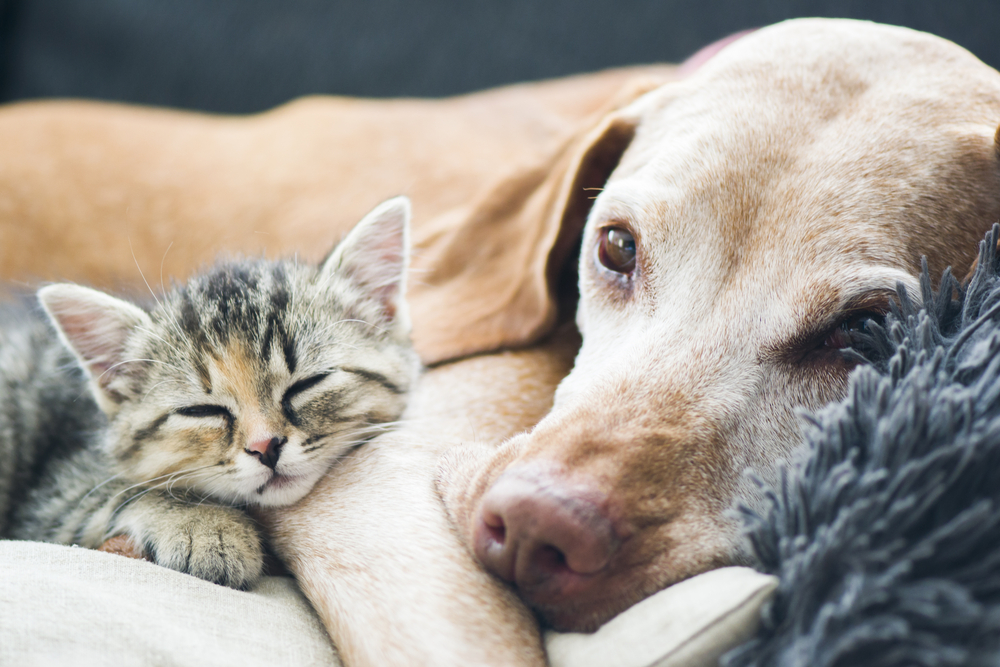 Picture of dog and kitten